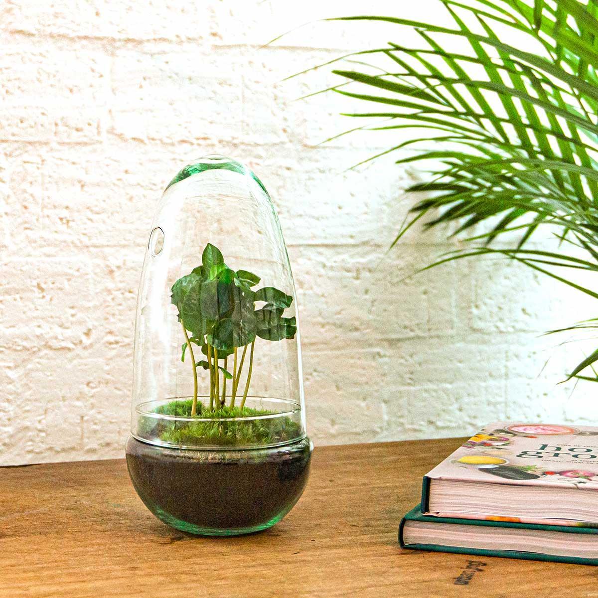 Egg Coffea Arabica | DIY terrarium 3 - LushLeaf | Online planten bestellen