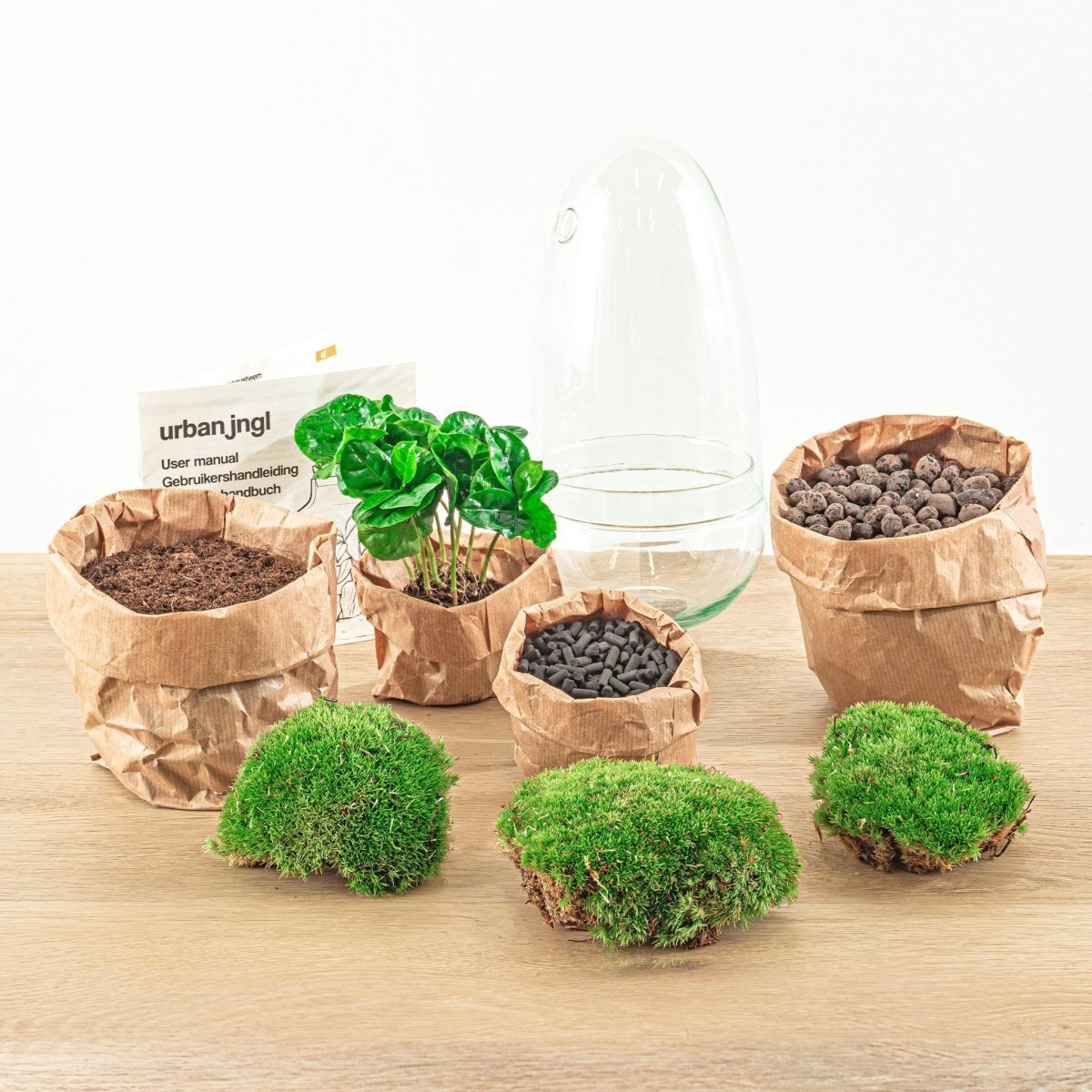 Egg Coffea Arabica | DIY terrarium 2 - LushLeaf | Online planten bestellen