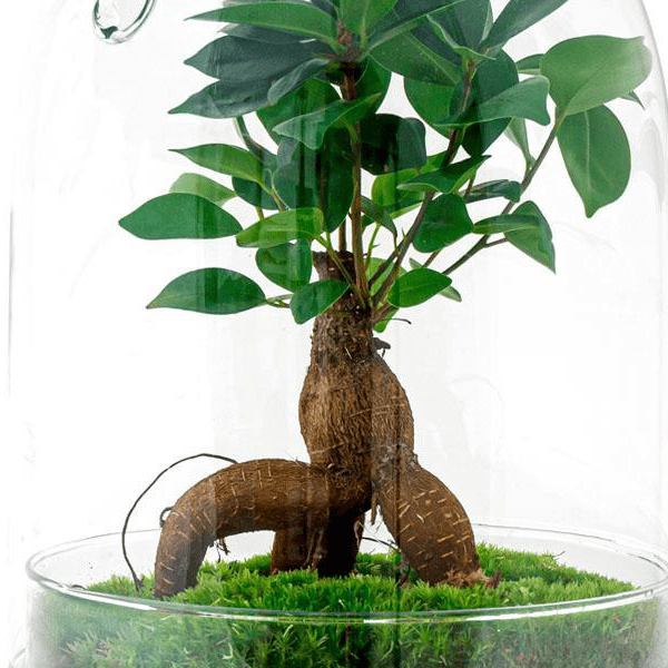 Egg L Bonsai | DIY terrarium 2 - LushLeaf | Online planten bestellen