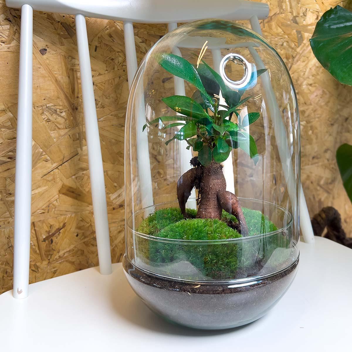 Egg L Bonsai | DIY terrarium 4 - LushLeaf | Online planten bestellen