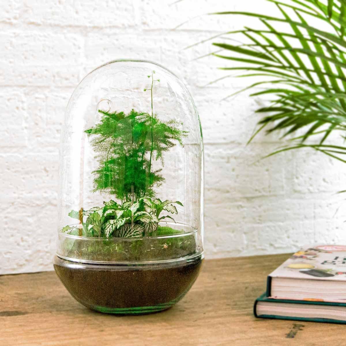 Egg L | DIY terrarium 3 - LushLeaf | Online planten bestellen