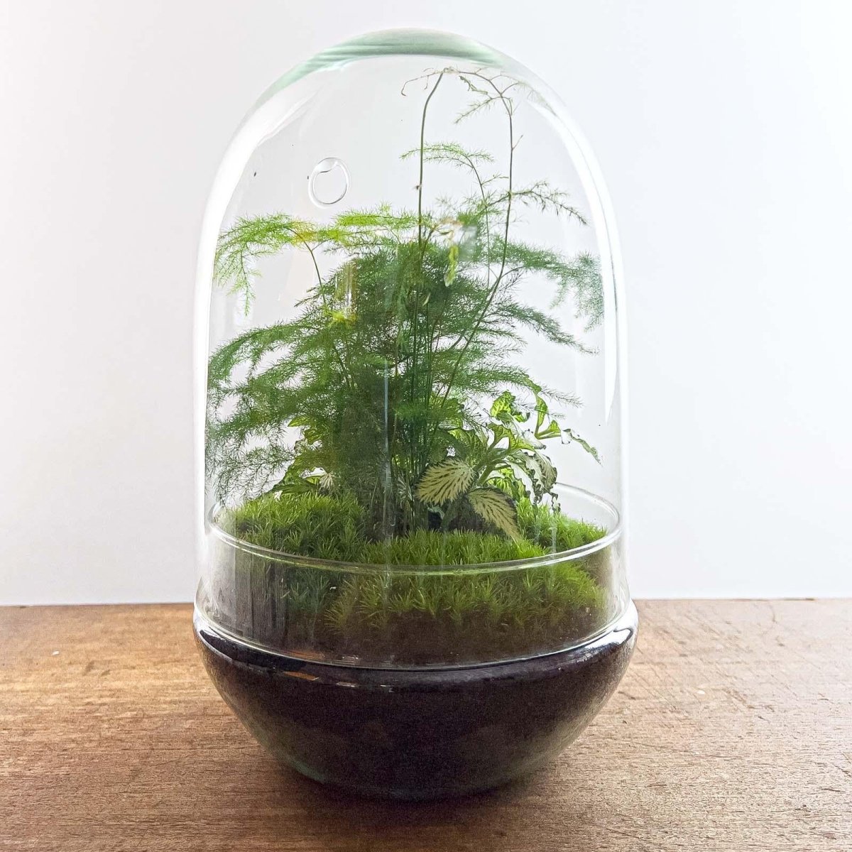 Egg L | DIY terrarium 4 - LushLeaf | Online planten bestellen