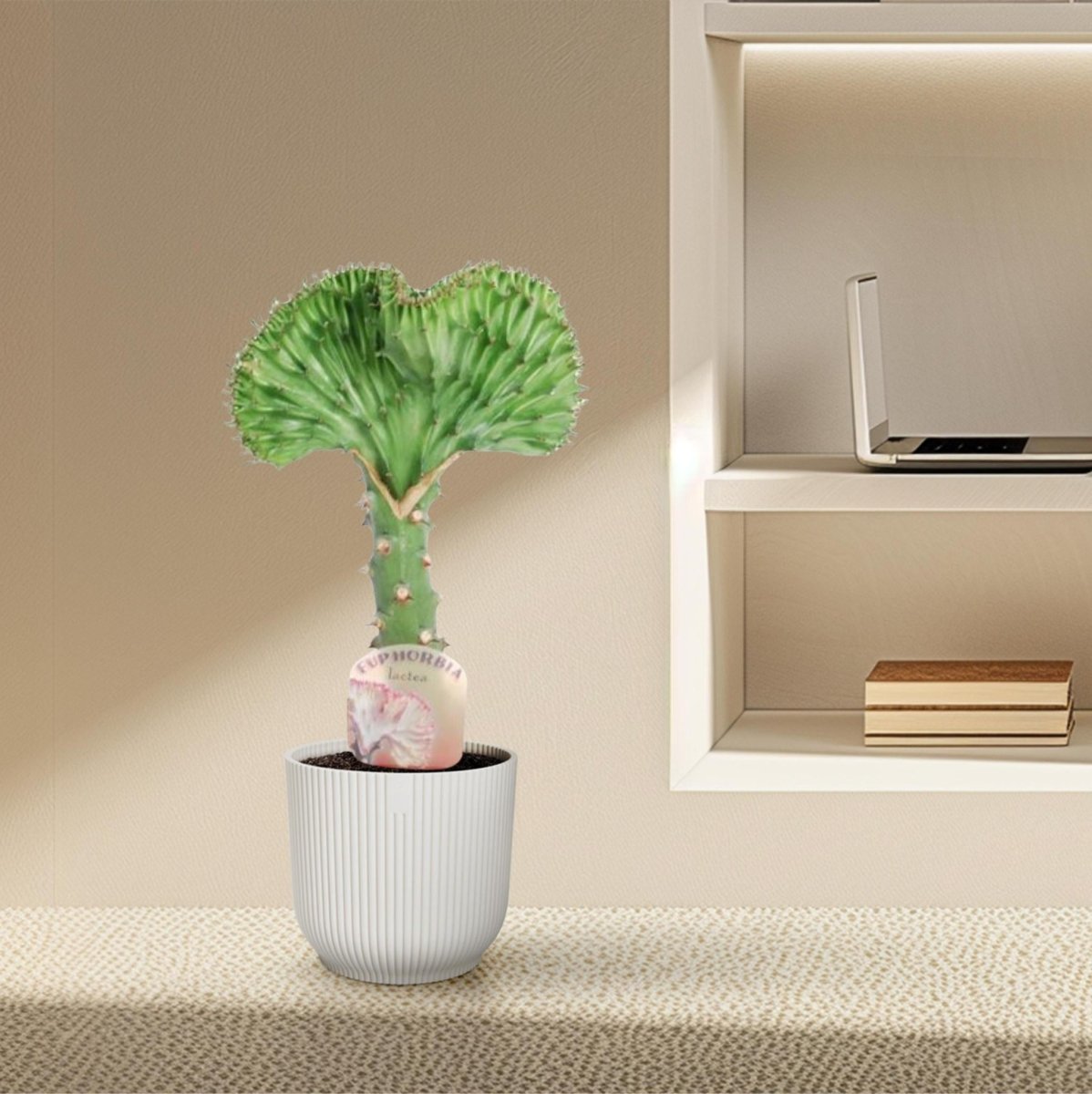 Euphorbia lactea Cristata groen 3 - LushLeaf | Online planten bestellen