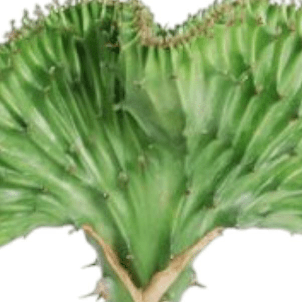 Euphorbia lactea Cristata groen 2 - LushLeaf | Online planten bestellen