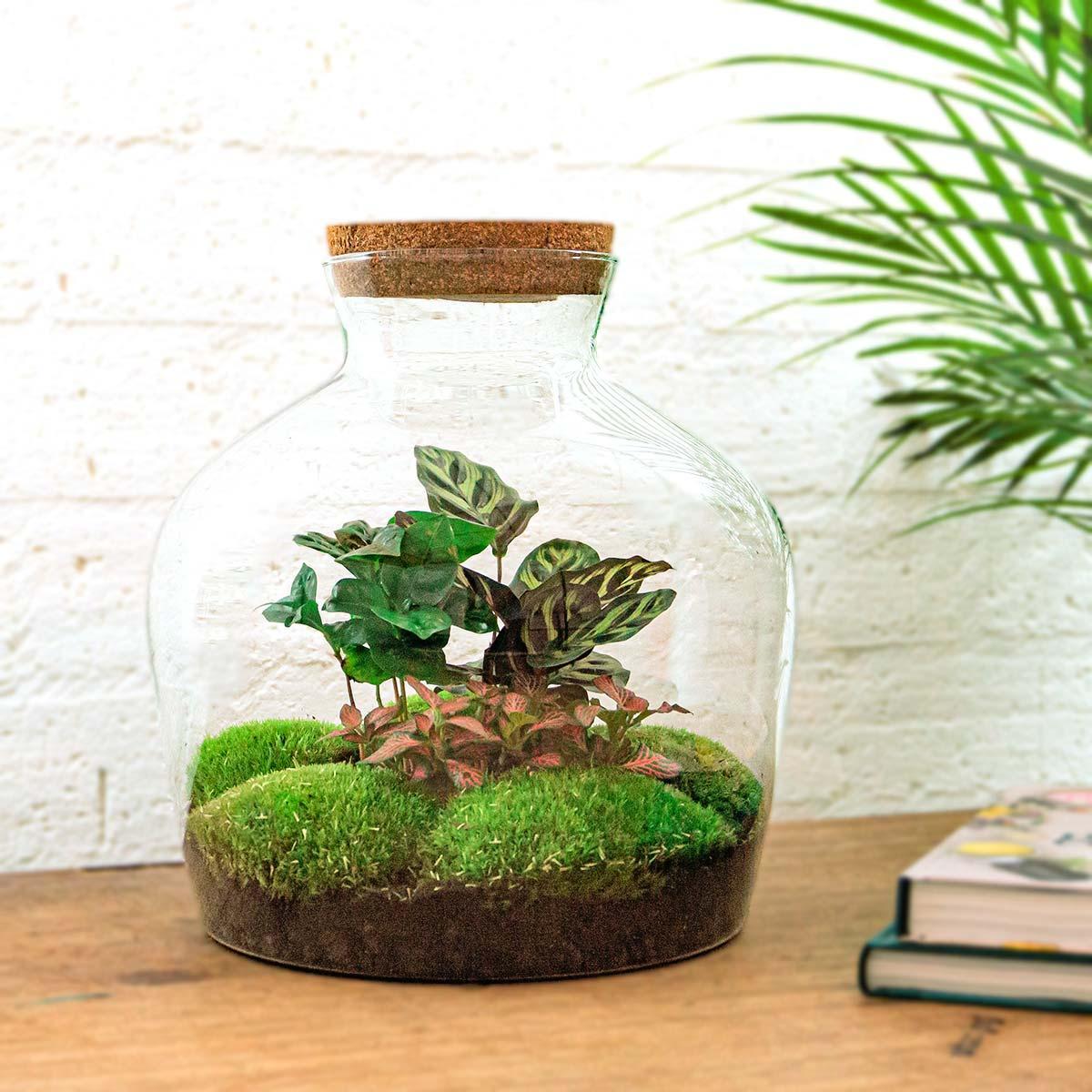 Fat Joe Coffea | DIY terrarium 3 - LushLeaf | Online planten bestellen