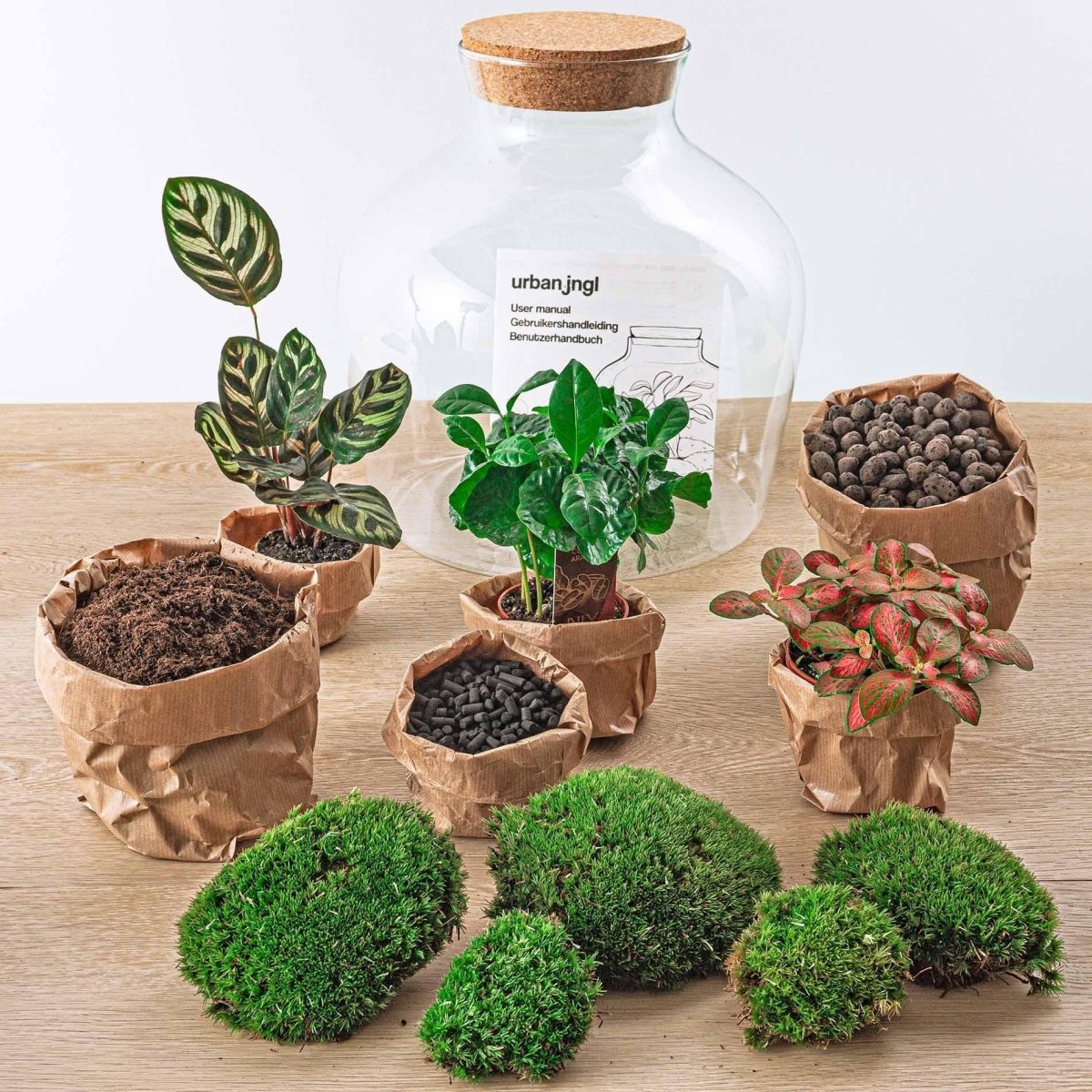 Fat Joe Coffea | DIY terrarium 2 - LushLeaf | Online planten bestellen