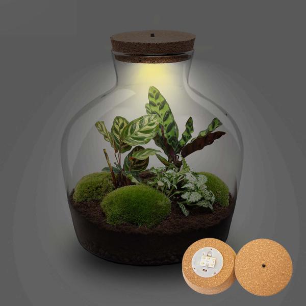 Fat Joe met LED lamp | Terrarium 3 - LushLeaf | Online planten bestellen