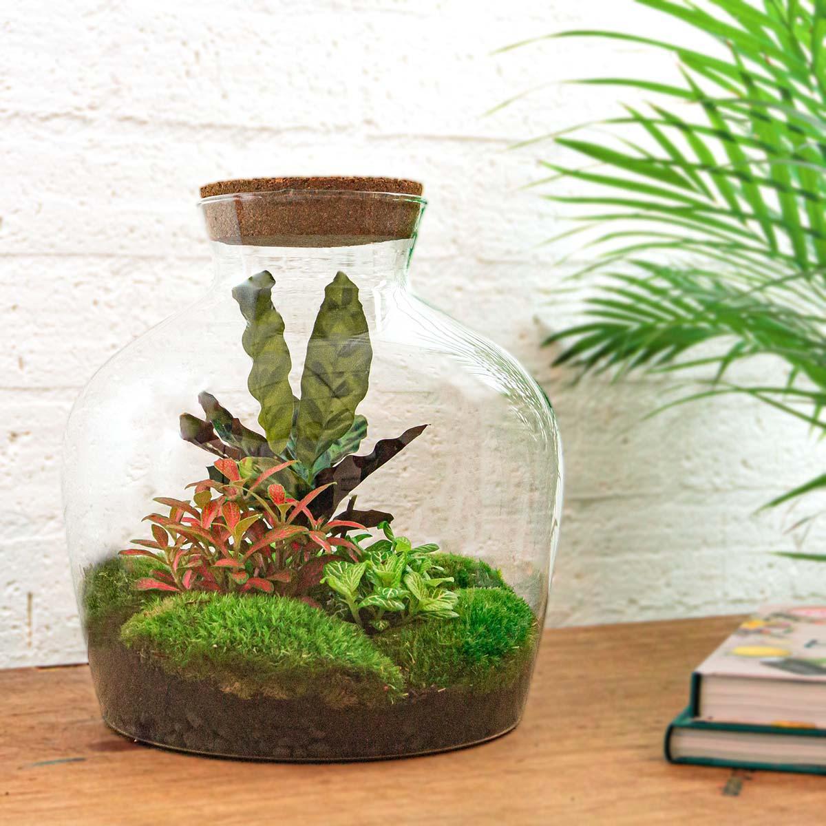 Fat Joe Rood | DIY terrarium 3 - LushLeaf | Online planten bestellen