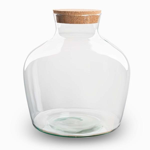 Fat Joe | Terrarium los 1 - LushLeaf | Online planten bestellen