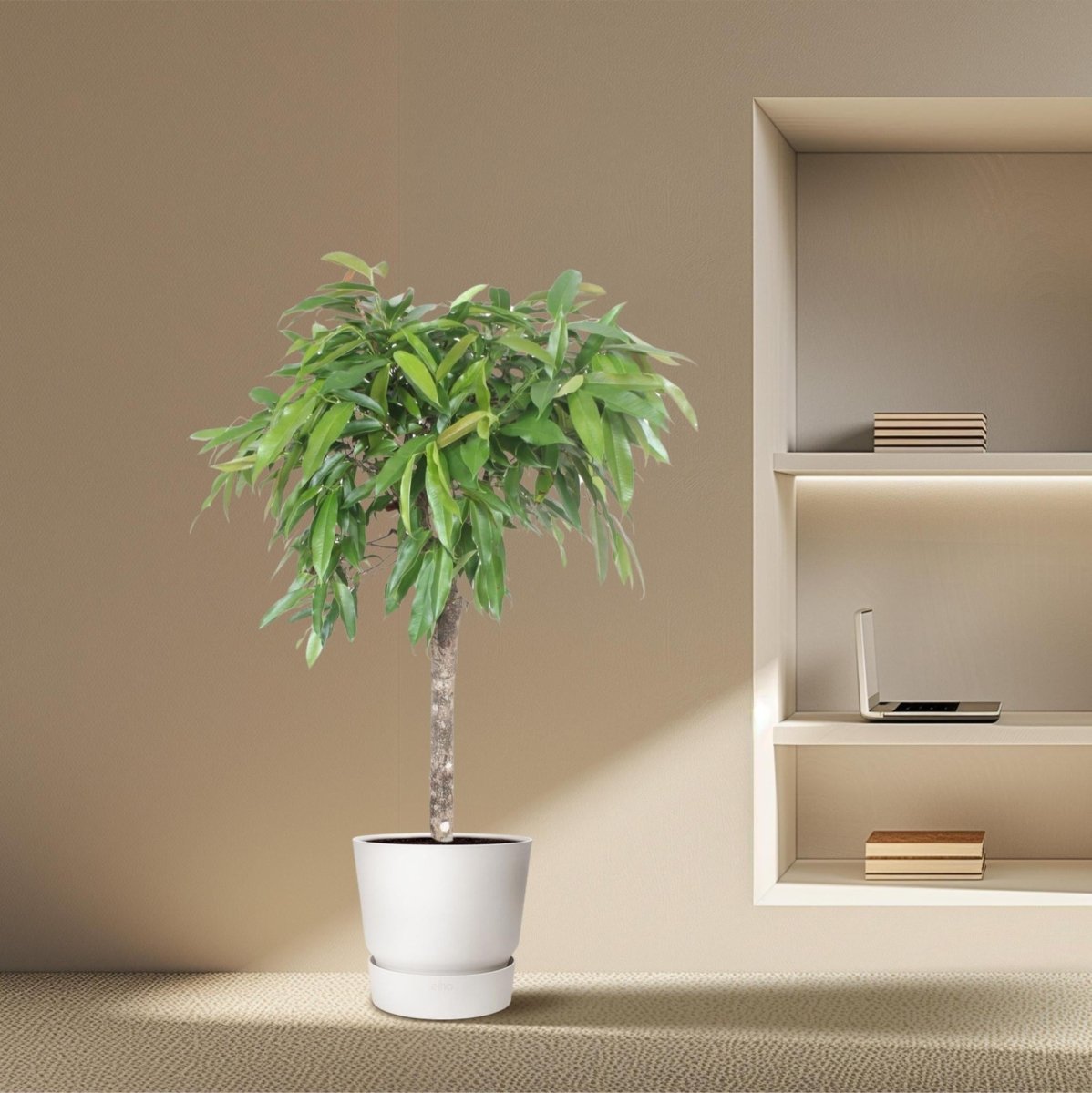 Ficus Amstel King 3 - LushLeaf | Online planten bestellen