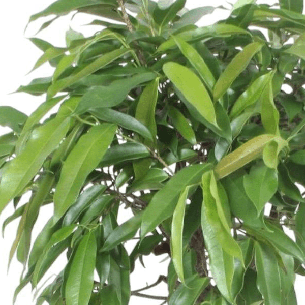 Ficus Amstel King 2 - LushLeaf | Online planten bestellen