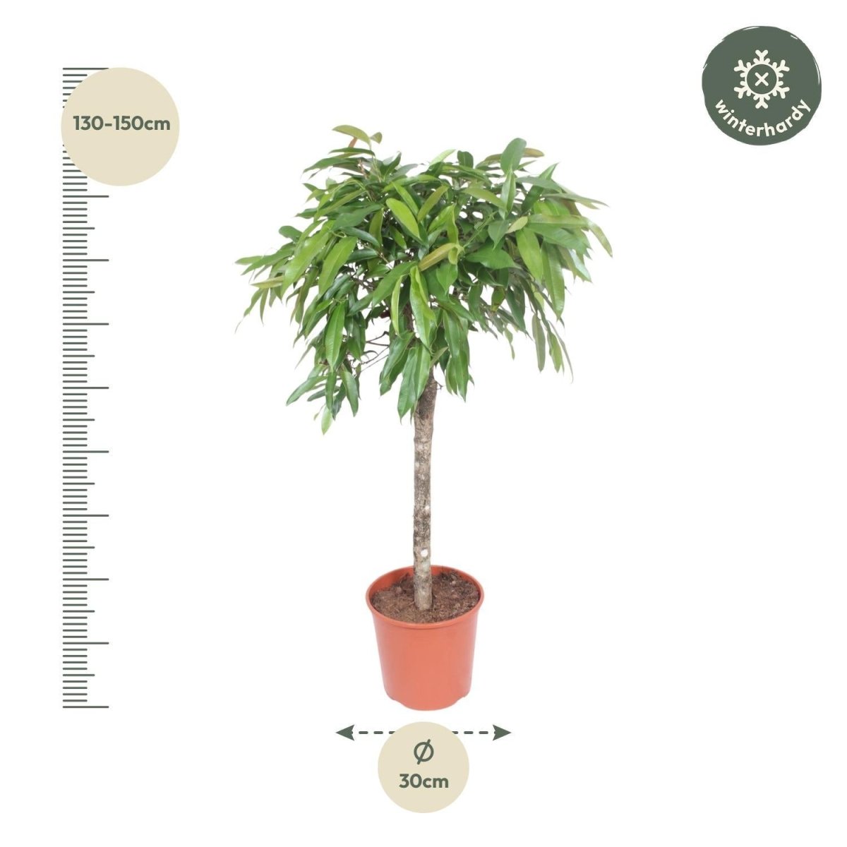 Ficus Amstel King 4 - LushLeaf | Online planten bestellen