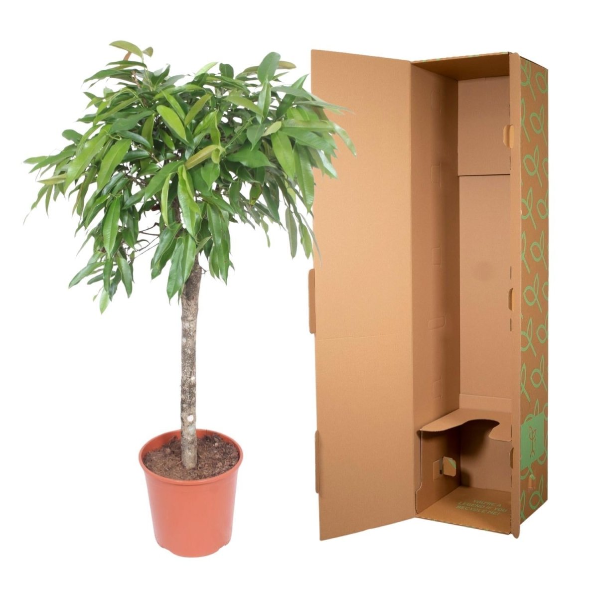 Ficus Amstel King 5 - LushLeaf | Online planten bestellen