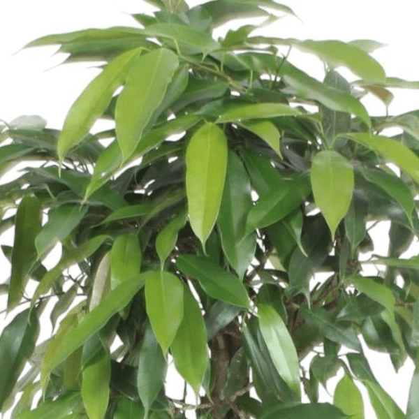 Ficus Amstel King gevlochten stam 2 - LushLeaf | Online planten bestellen