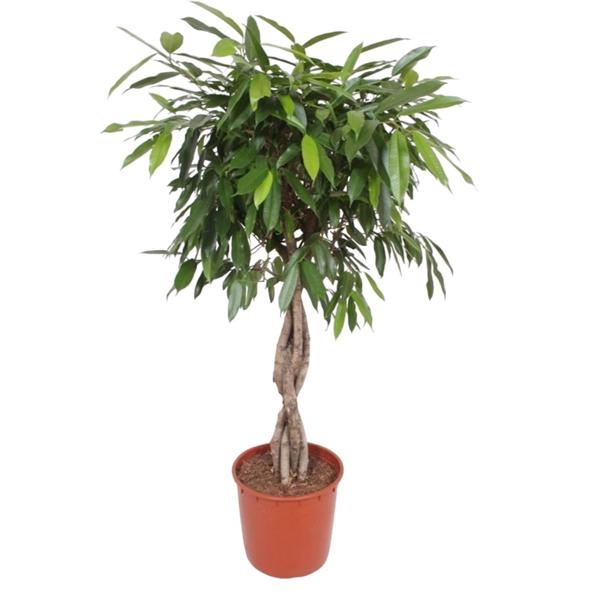 Ficus Amstel King gevlochten stam 6 - LushLeaf | Online planten bestellen