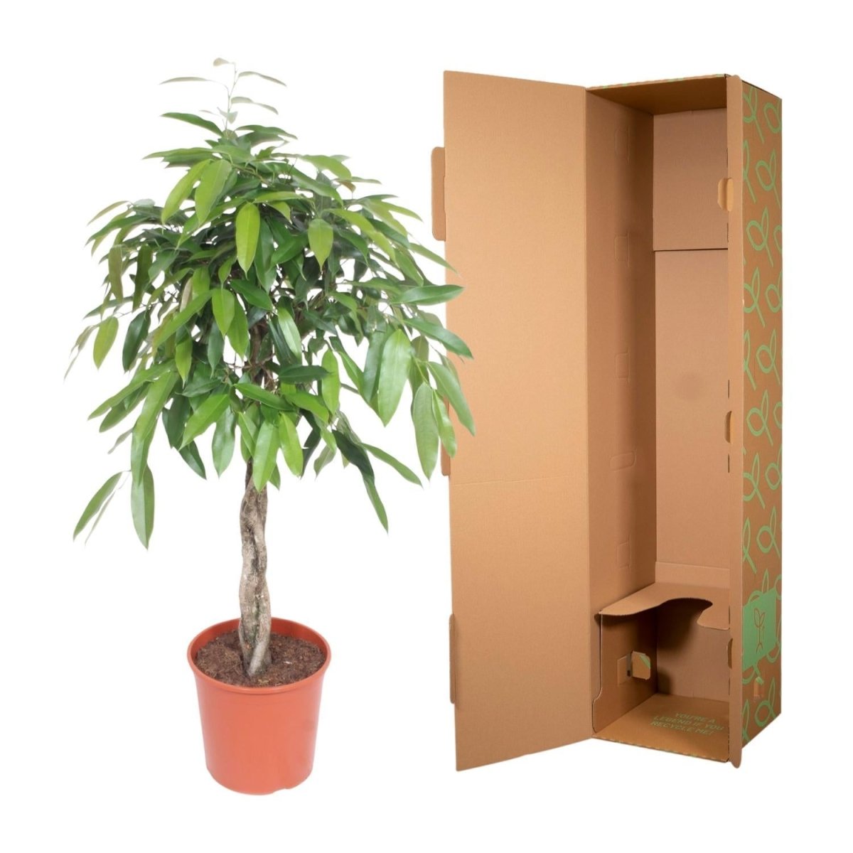 Ficus Amstel King gevlochten stam 5 - LushLeaf | Online planten bestellen