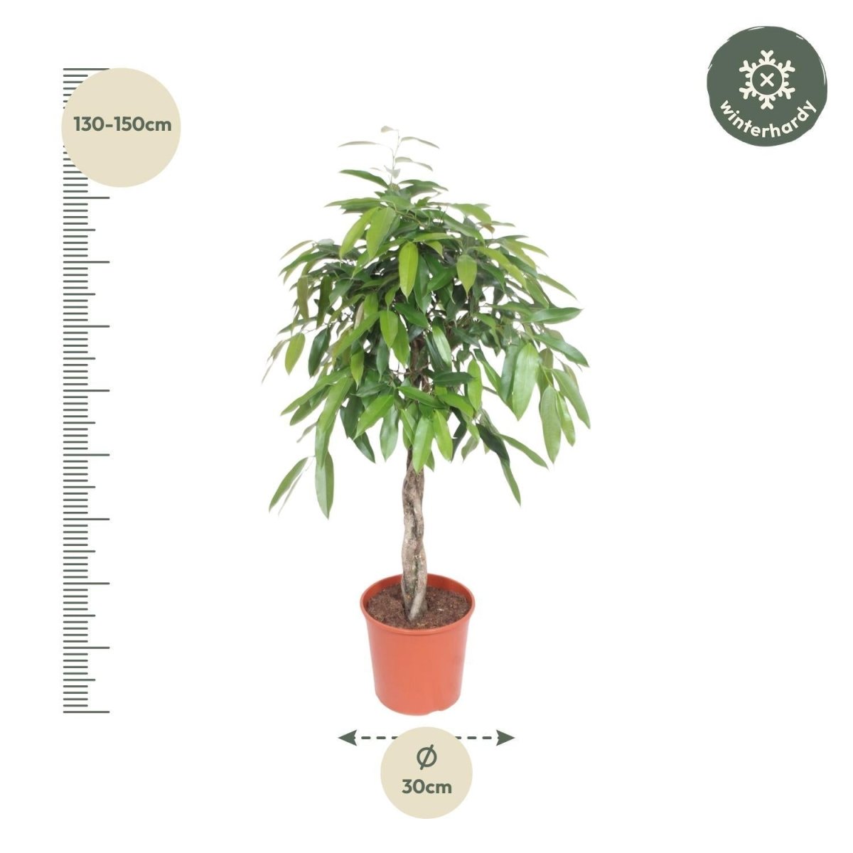 Ficus Amstel King gevlochten stam 4 - LushLeaf | Online planten bestellen