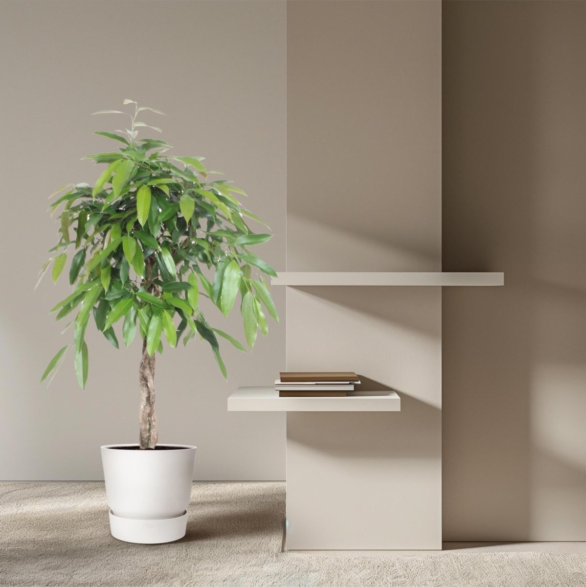 Ficus Amstel King gevlochten stam 3 - LushLeaf | Online planten bestellen