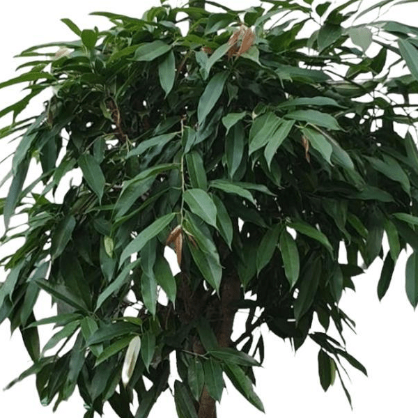 Ficus Amstel King gevlochten stam | XL 2 - LushLeaf | Online planten bestellen