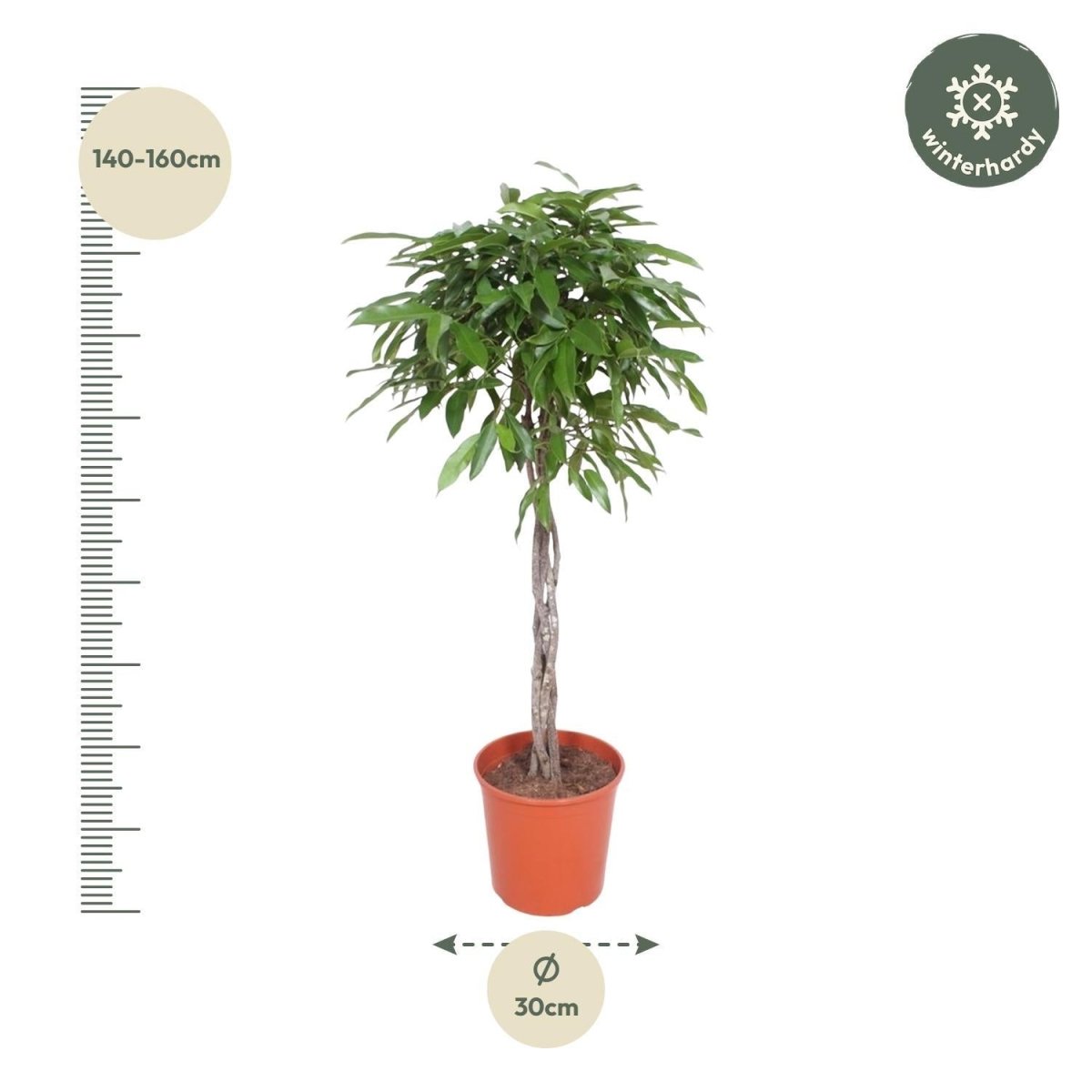 Ficus Amstel King | XL 4 - LushLeaf | Online planten bestellen