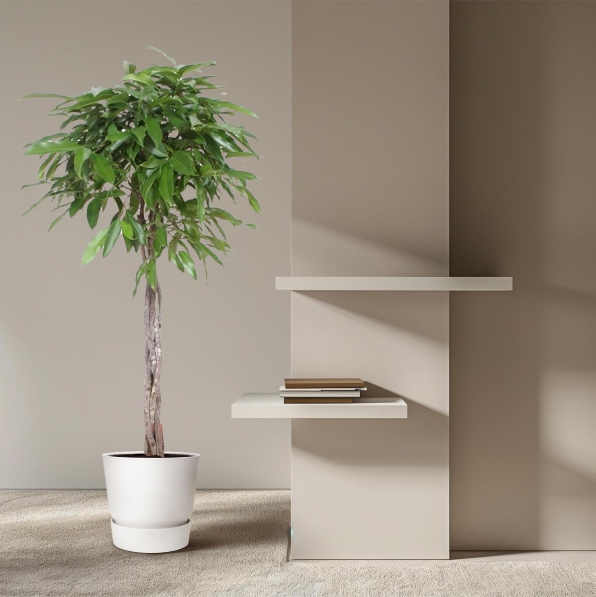 Ficus Amstel King | XL 3 - LushLeaf | Online planten bestellen