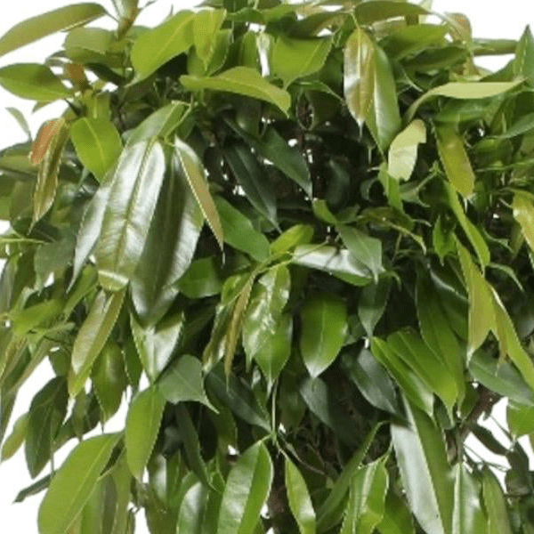Ficus Amstel King | XL 2 - LushLeaf | Online planten bestellen