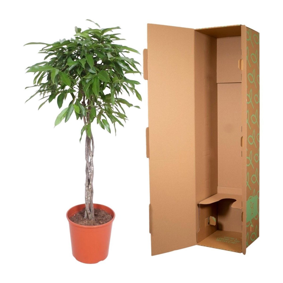 Ficus Amstel King | XL 5 - LushLeaf | Online planten bestellen