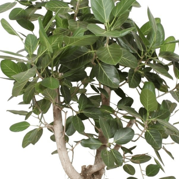 Ficus Benghalensis vertakt | XL 2 - LushLeaf | Online planten bestellen