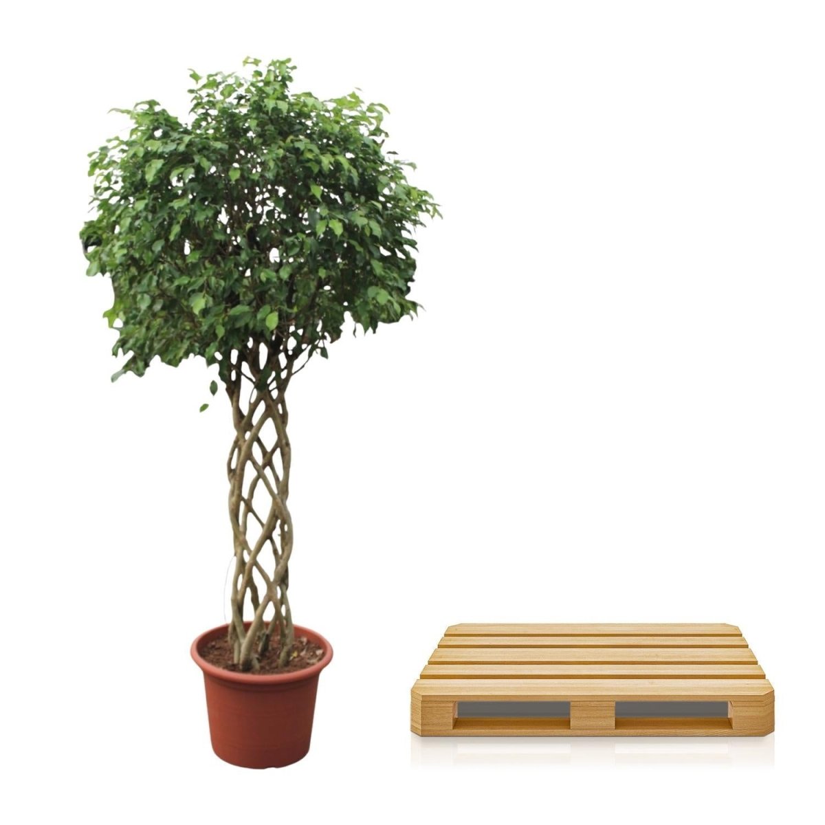 Ficus Benjamina Exotica gevlochten stam 5 - LushLeaf | Online planten bestellen