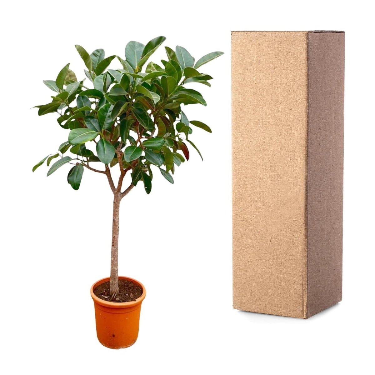 Ficus Elastica Robusta op stam 5 - LushLeaf | Online planten bestellen