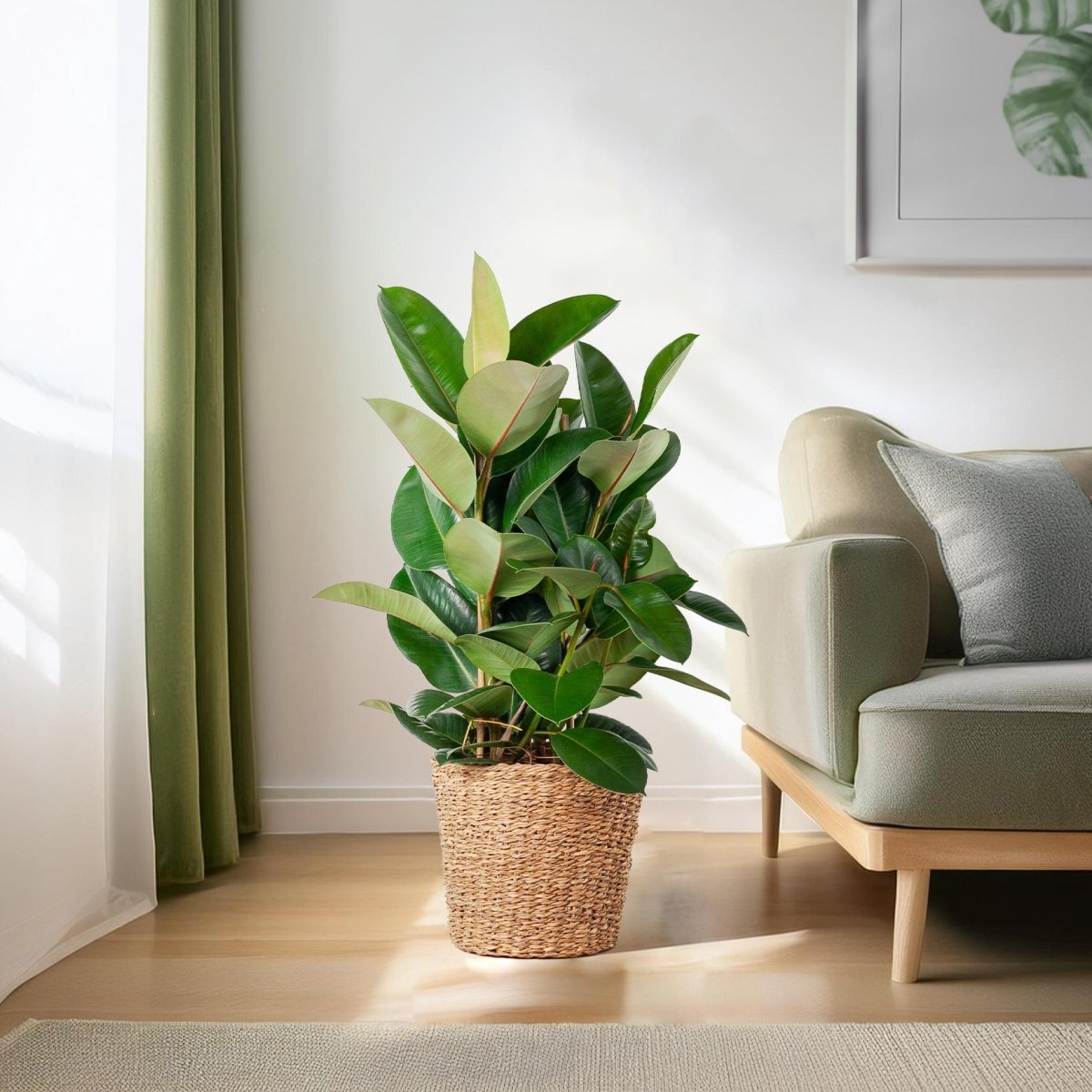 Ficus Elastica Robusta XL met Torun mand naturel 3 - LushLeaf | Online planten bestellen