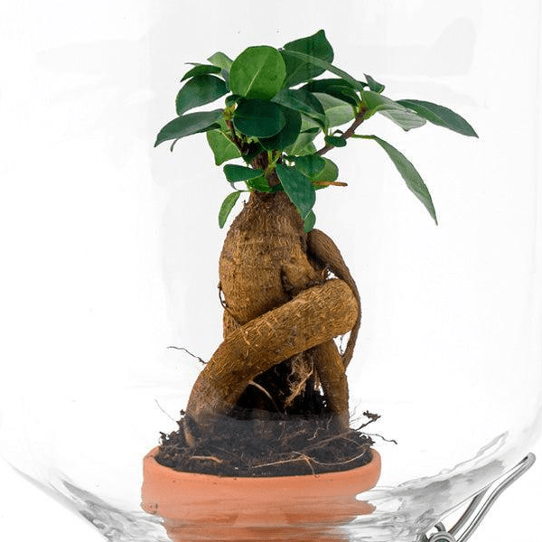 Ficus Ginseng bonsai | Easyplant 2 - LushLeaf | Online planten bestellen
