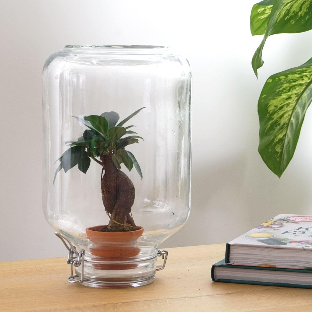 Ficus Ginseng bonsai | Easyplant 3 - LushLeaf | Online planten bestellen