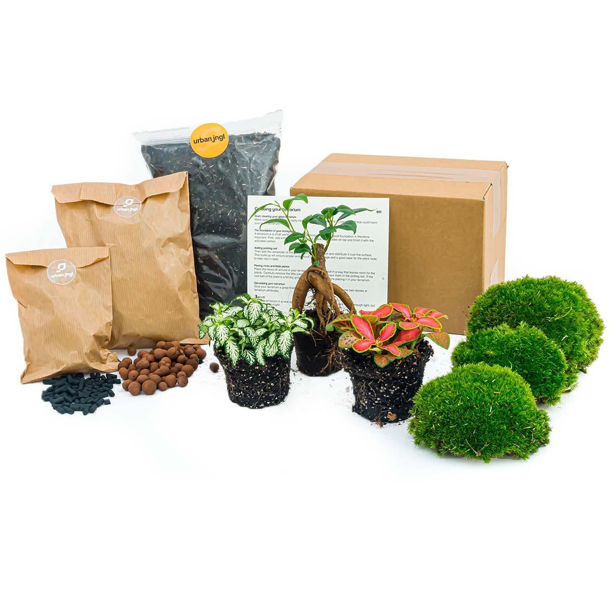 Ficus Ginseng bonsai - Planten terrarium pakket - Navulling & Startpakket | DIY 1 - LushLeaf | Online planten bestellen