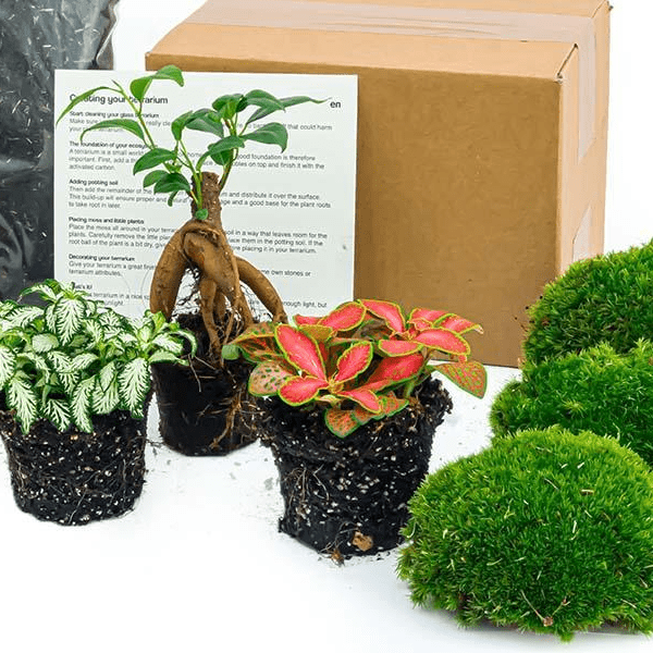 Ficus Ginseng bonsai - Planten terrarium pakket - Navulling & Startpakket | DIY 2 - LushLeaf | Online planten bestellen