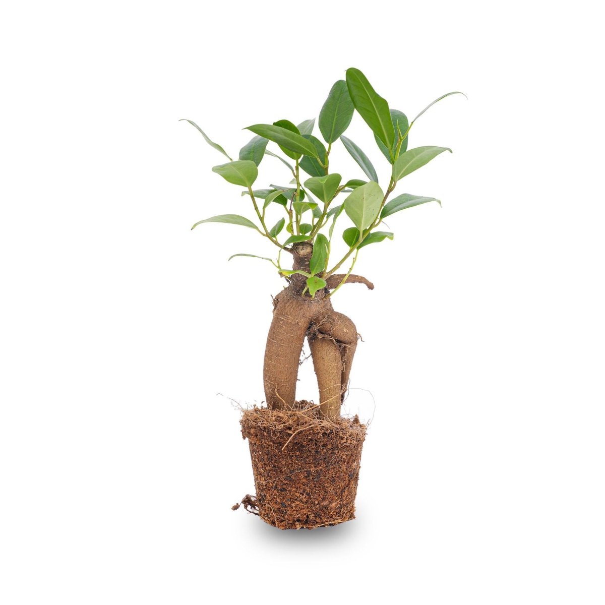 Ficus Ginseng bonsai | Terrarium plant 3 - LushLeaf | Online planten bestellen