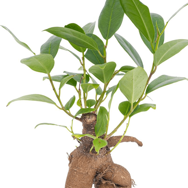 Ficus Ginseng bonsai | Terrarium plant 2 - LushLeaf | Online planten bestellen