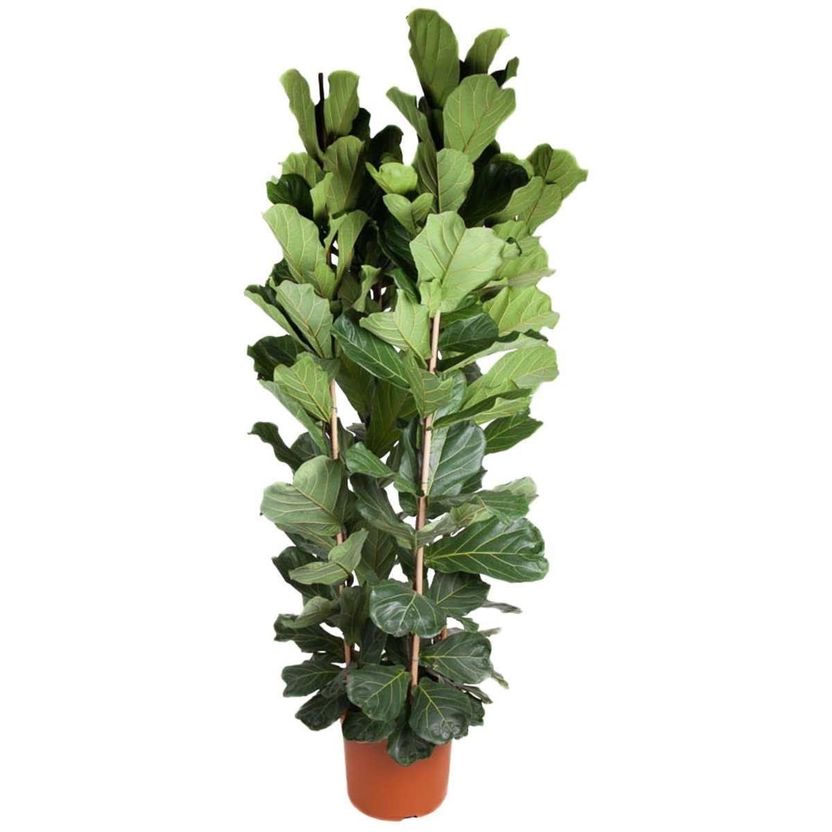 Ficus Lyrata struik | XXL 6 - LushLeaf | Online planten bestellen