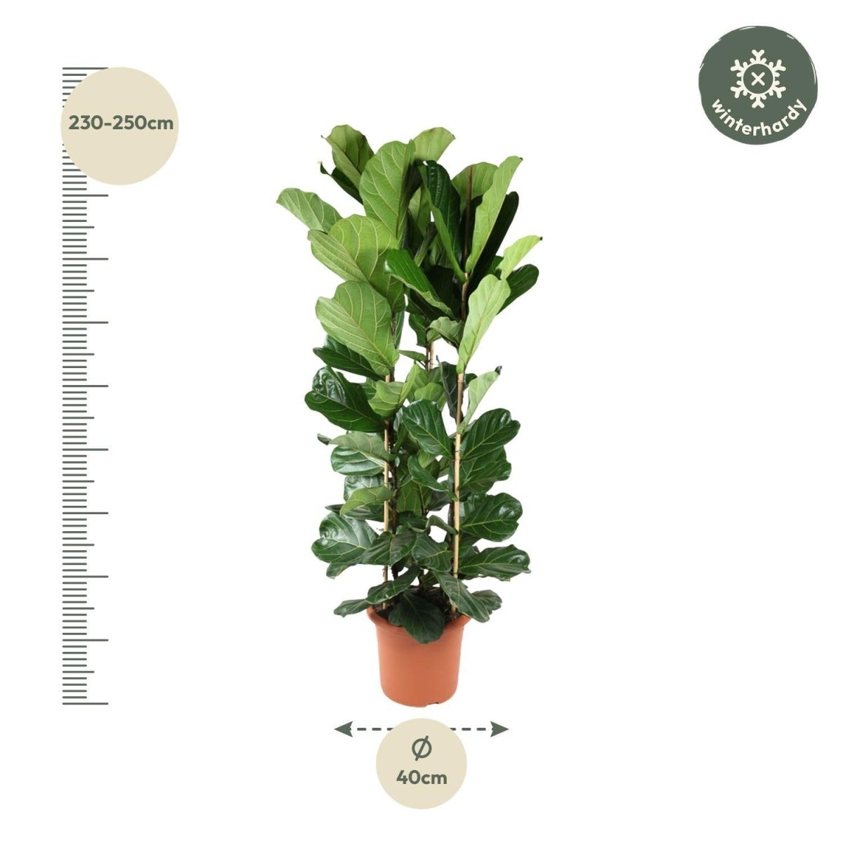 Ficus Lyrata struik | XXL 4 - LushLeaf | Online planten bestellen
