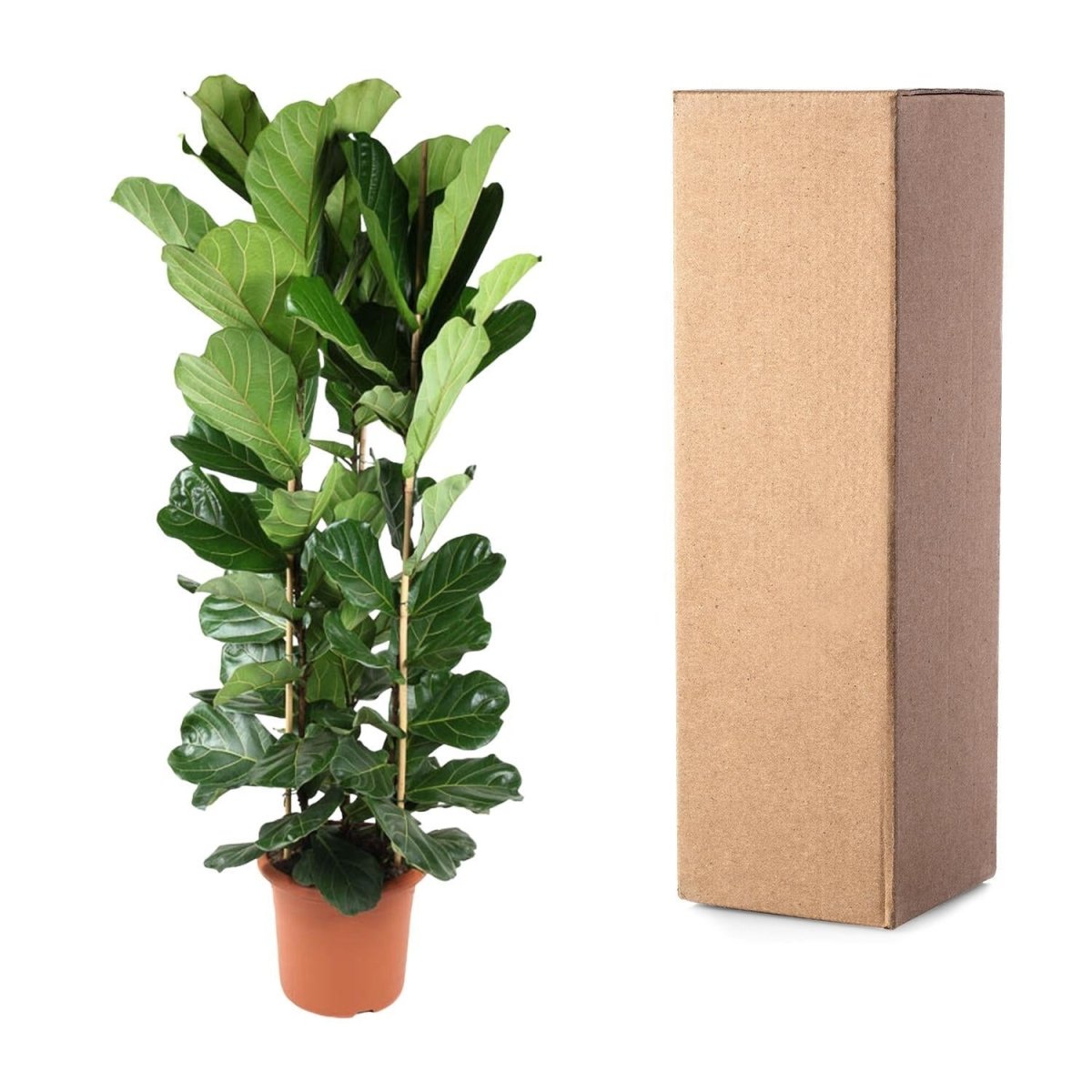 Ficus Lyrata struik | XXL 5 - LushLeaf | Online planten bestellen