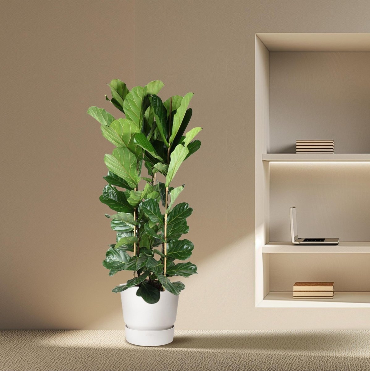 Ficus Lyrata struik | XXL 3 - LushLeaf | Online planten bestellen