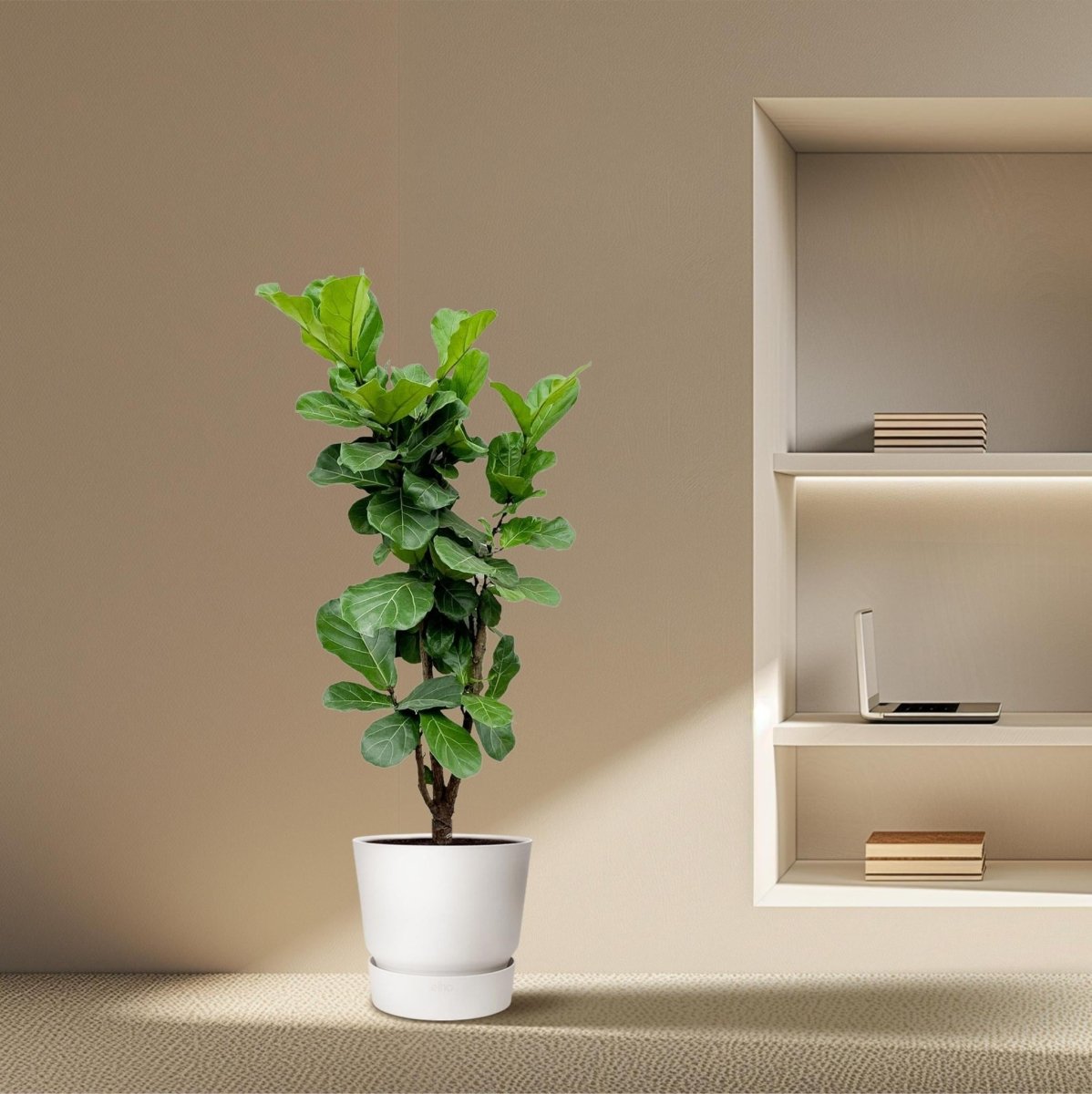 Ficus Lyrata vertakt 3 - LushLeaf | Online planten bestellen