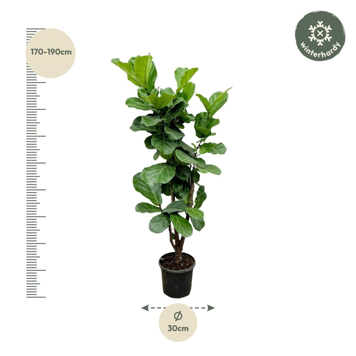 Ficus Lyrata vertakt 4 - LushLeaf | Online planten bestellen