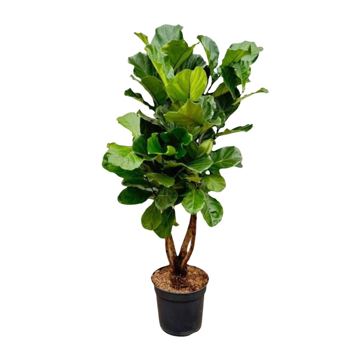 Ficus Lyrata vertakt 6 - LushLeaf | Online planten bestellen