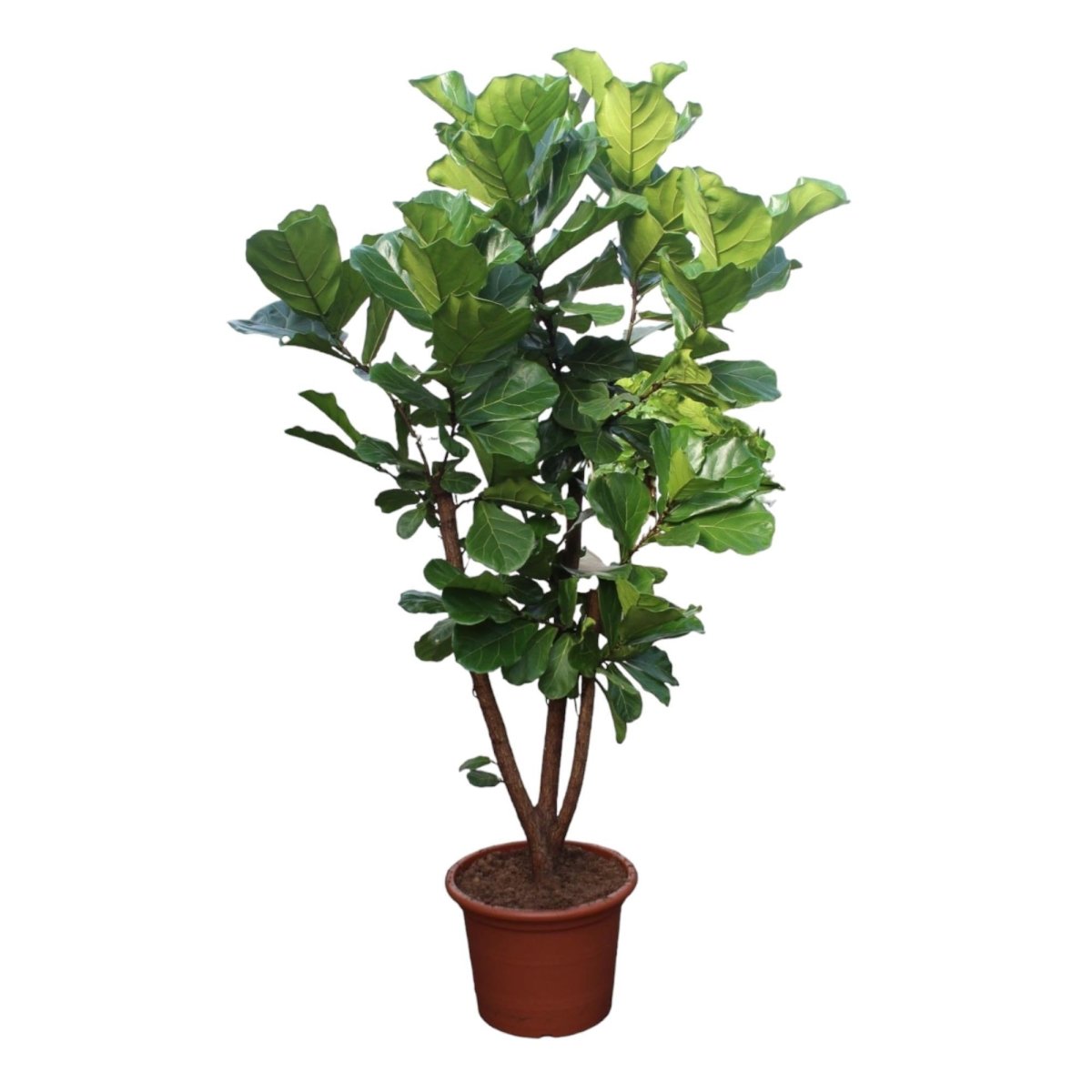 Ficus Lyrata vertakt 8 - LushLeaf | Online planten bestellen