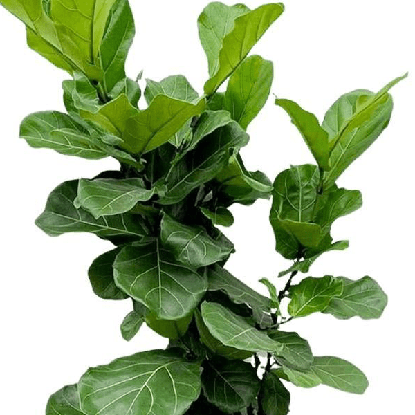Ficus Lyrata vertakt 2 - LushLeaf | Online planten bestellen