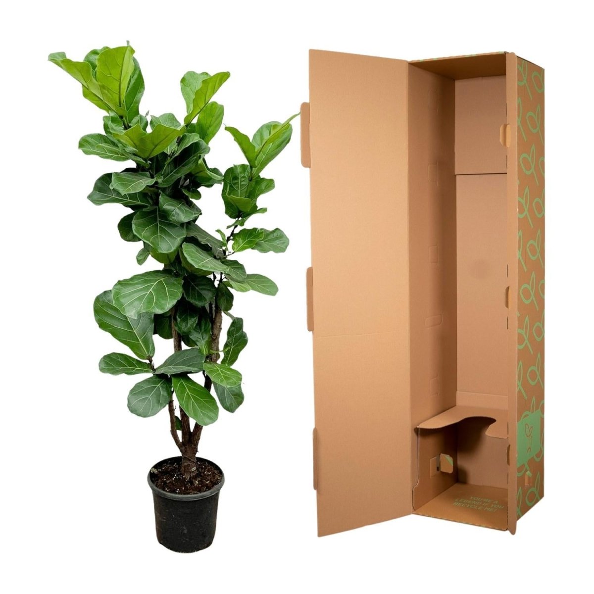 Ficus Lyrata vertakt 5 - LushLeaf | Online planten bestellen
