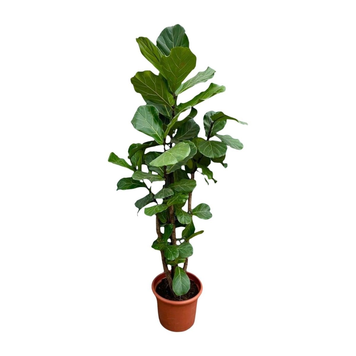Ficus Lyrata vertakt 7 - LushLeaf | Online planten bestellen