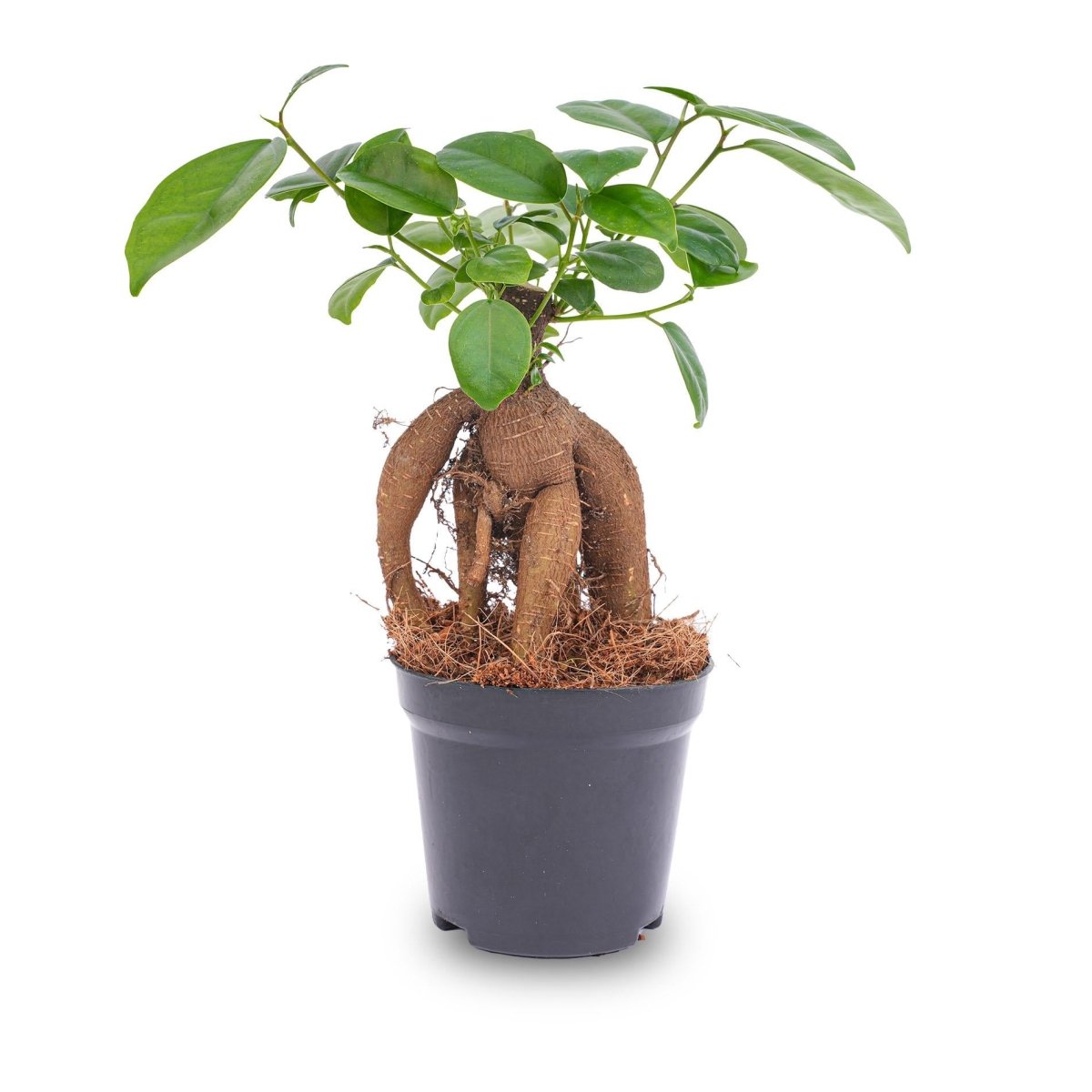 Ficus microcarpa ginseng bonsai | Terrarium plant 1 - LushLeaf | Online planten bestellen