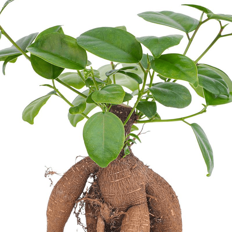 Ficus microcarpa ginseng bonsai | Terrarium plant 2 - LushLeaf | Online planten bestellen